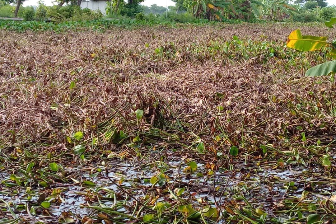 Enceng Gondok Membusuk di Bantaran Sungai Dinoyo Lamongan, Kadis SDA: Tidak Akan Mencemari Sungai
 