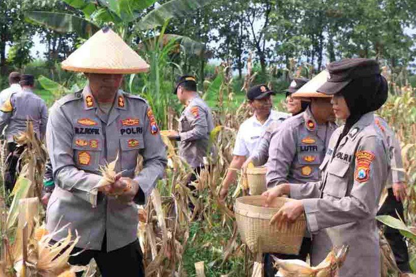 Dukung Swasembada Pangan, Polres Madiun Kembali Panen Jagung