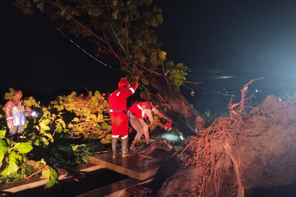 Seorang Warga Tertimpa Pohon Tumbang di Jombang