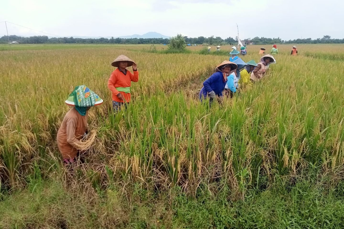 Musim Kemarau, Wilayah Empat Kecamatan di Madiun Rawan Kekeringan