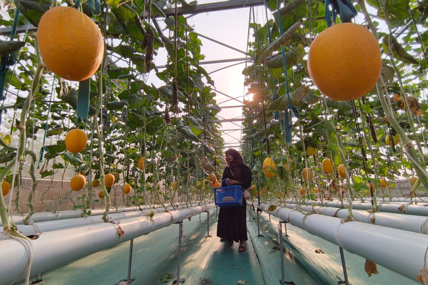 Wisata Petik Melon Hidroponik Jadi Primadona Baru di Probolinggo