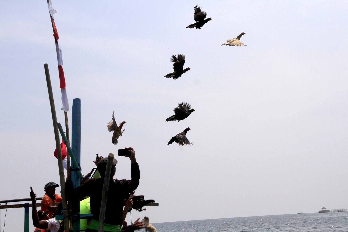 Tradisi Ayam Sap-Sap Pikat Wisatawan Pasir Putih Situbondo