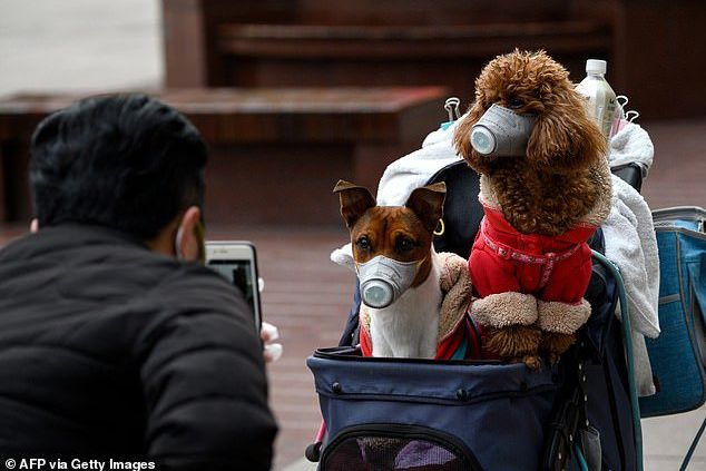 Anjing asal Hong Kong, Binatang Peliharaan Pertama Mati usai Tertular Covid-19