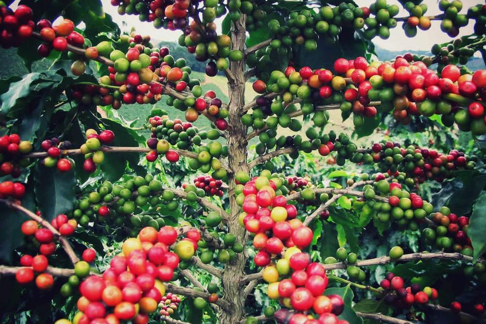 25 Ribu Bibit Kopi Arabika Ditanam di Lereng Wilis