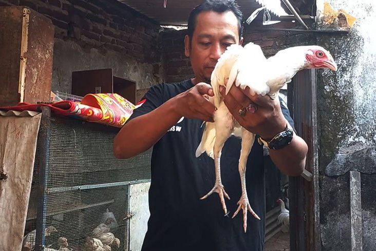 Warga Mojosari Beternak Ayam Putih Tembus yang Biasa Dipercaya Digunakan Ritual