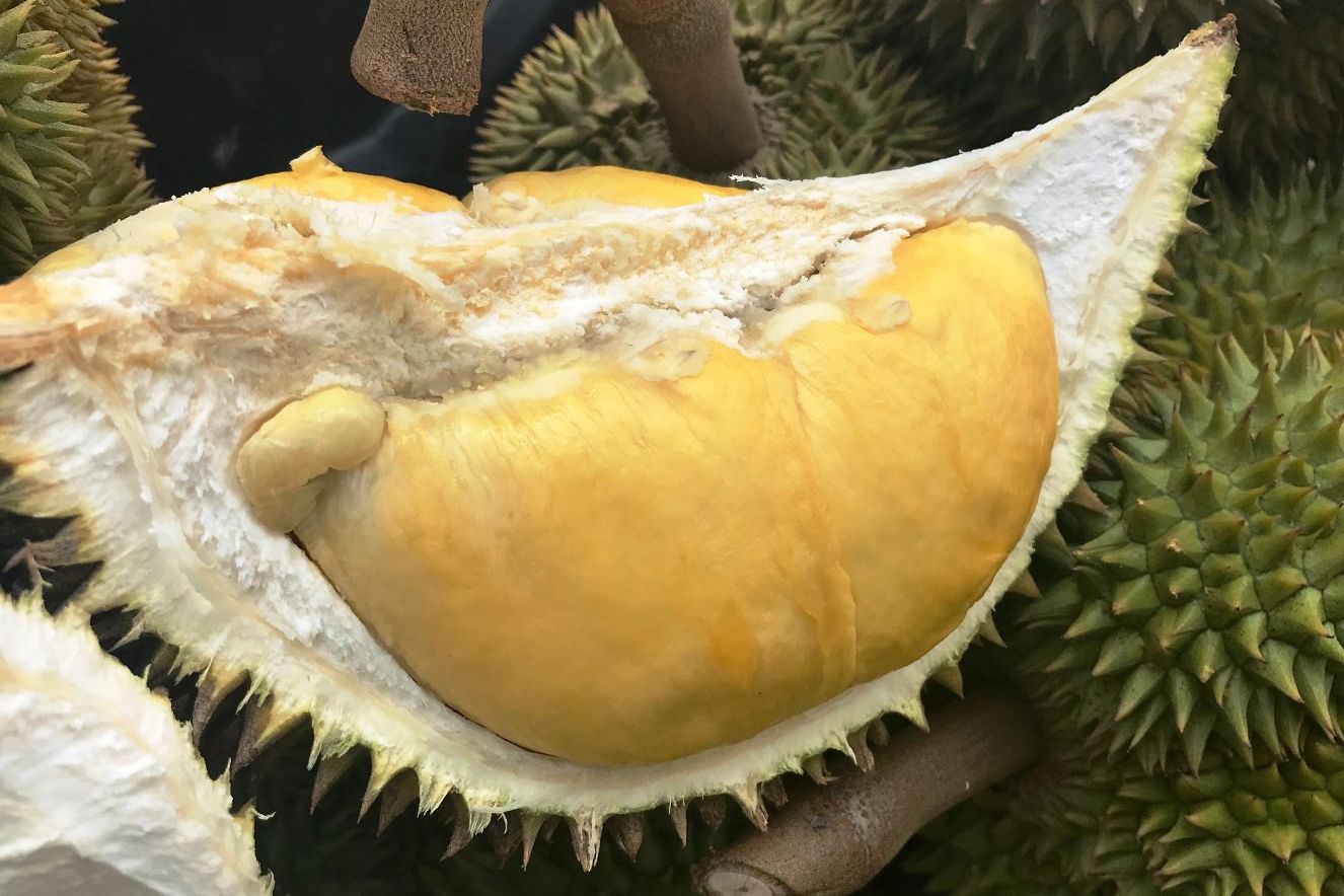 Mengangkat Pamor Durian Setepong di Kalangan Pelancong