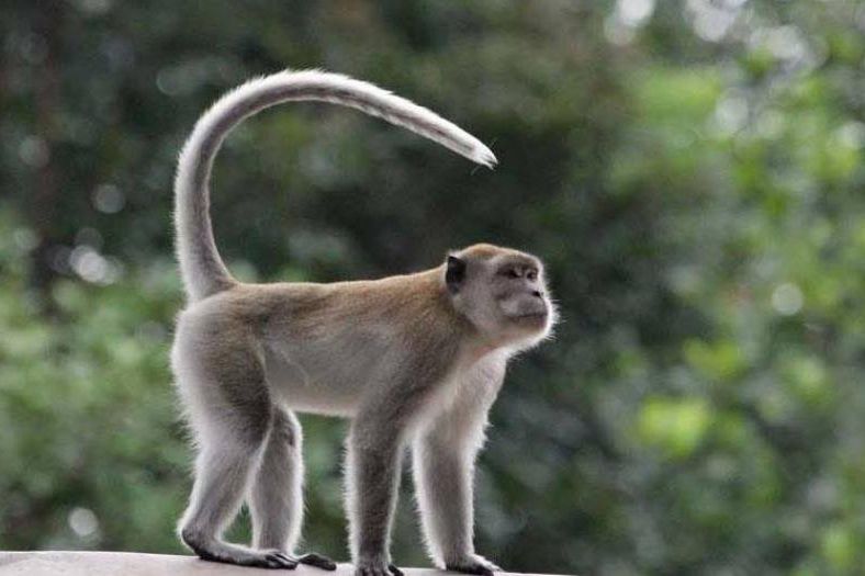 Monyet Ekor Panjang Berkeliaran di Permukimam Padat Penduduk Bikin Resah Warga Mojokerto