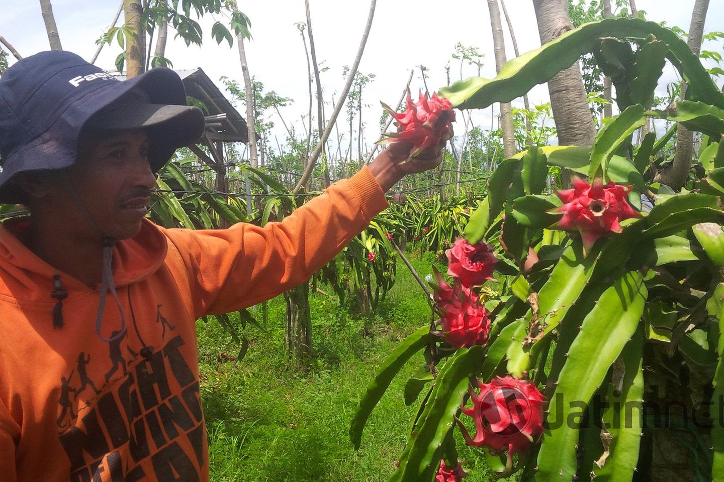 Harga Buah Naga Tergelincir akibat Panen Melimpah