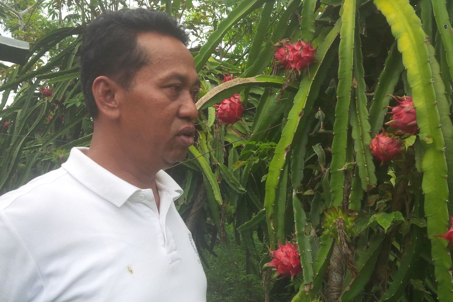 Saat Harga Anjlok, Petani Buah Naga Organik Tetap Untung