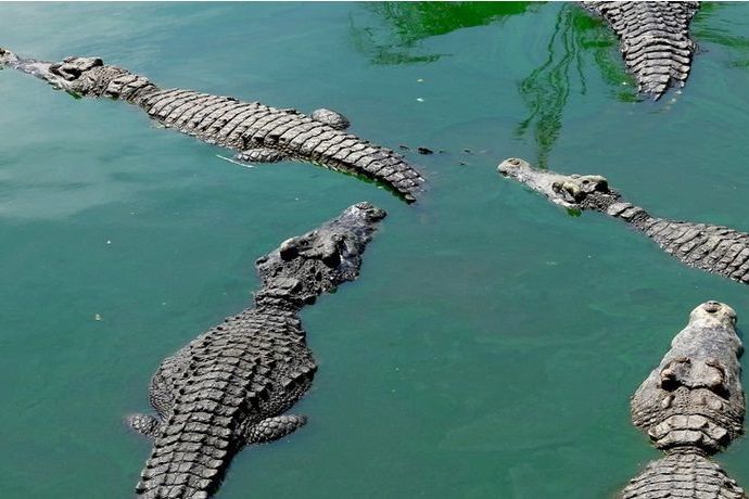 Buaya Muncul di Bengawan Solo, BPBD Bojonegoro Cek Kebenarannya
