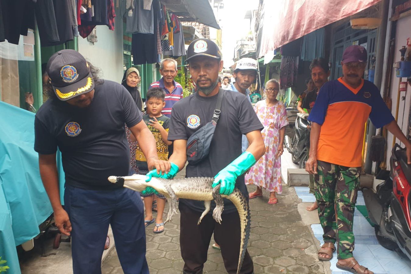 Ada Kemungkinan Buaya Muara di Selokan Kota Mojokerto Hewan Peliharaan