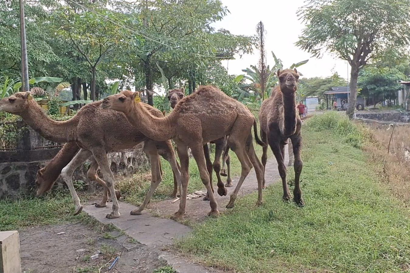 Di Mojokerto, Unta Tak Lagi Sekadar Satwa Kebun Binatang, Kini Dirintis Jadi Hewan Kurban