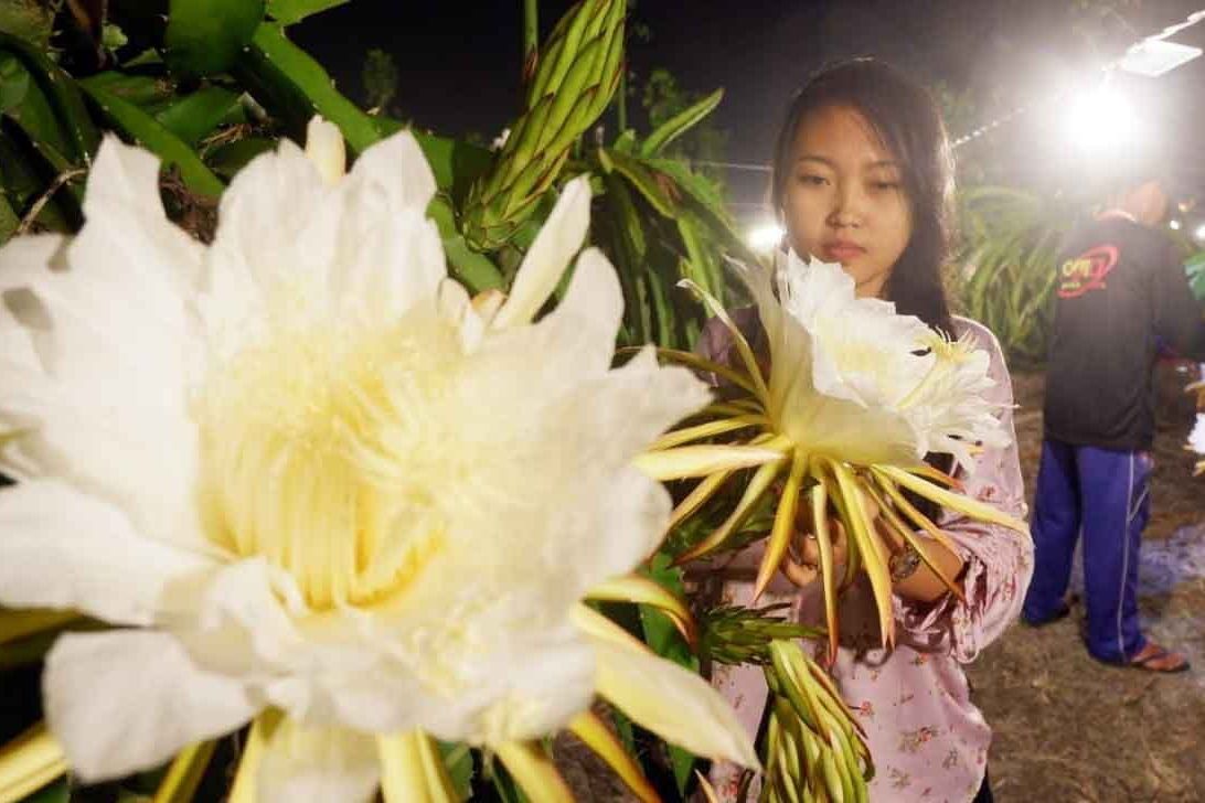 Cina Tertarik Datangkan Manggis dan Buah Naga dari Jatim