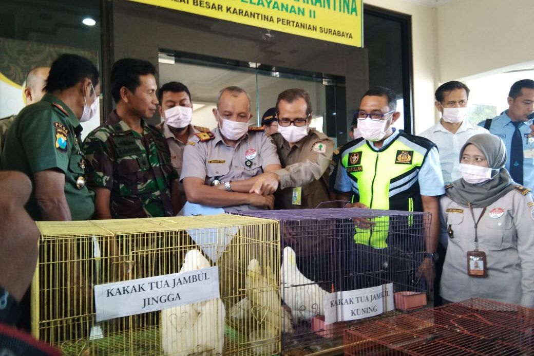 Burung Tanpa Dokumen Bernilai Jutaan Rupiah Gagal Masuk Jatim
