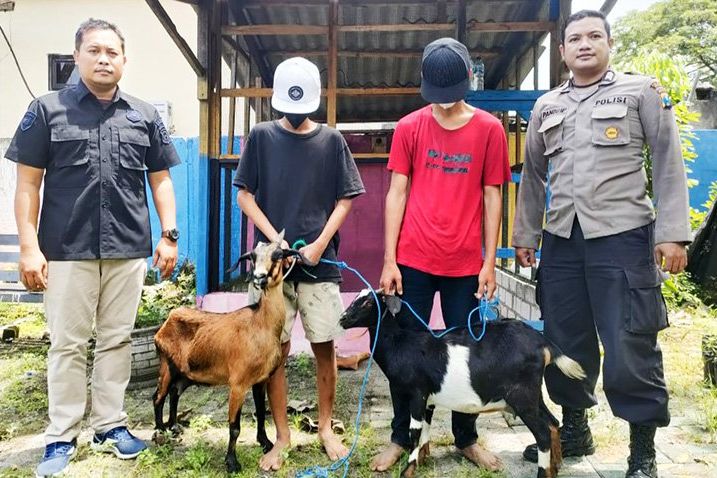 Spesialis Pencuri Kambing Diringkus Polisi, Hewan Dimasukkan ke Dalam Sarung