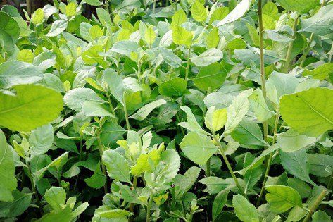 Cara Mudah Daun Beluntas dengan Menyeduhnya Menjadi Teh Debu