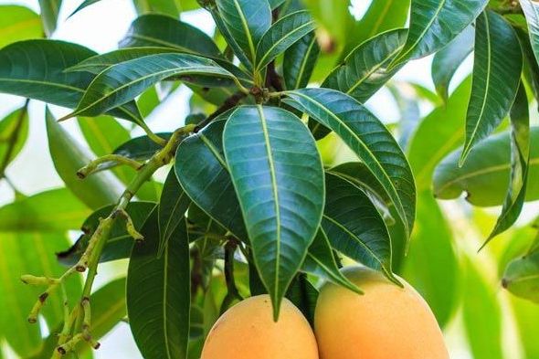 Ini 6 Khasiat Daun Mangga untuk Kesehatan