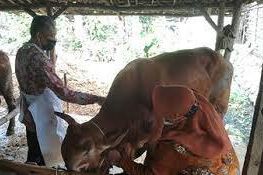 PMK Mewabah, Peternak di Madiun Madiun Berikan Jamu pada Sapinya