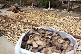 Cina Minta Porang dari Lahan yang Sudah Diregistrasi