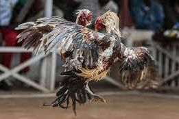 Arena Sabung Ayam di Madiun ini Tetap Buka Saat Ramadan