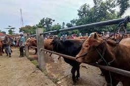 Jelang Iduladha, Mentan Pastikan Pasokan Daging untuk Kurban Aman