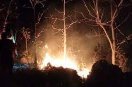 Rawan Kebakaran Hutan, Perhutani Rapatkan Barisan