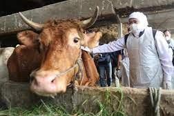 Tangani PKM, Khofifah Pantau Pemberian Vitamin pada Sapi