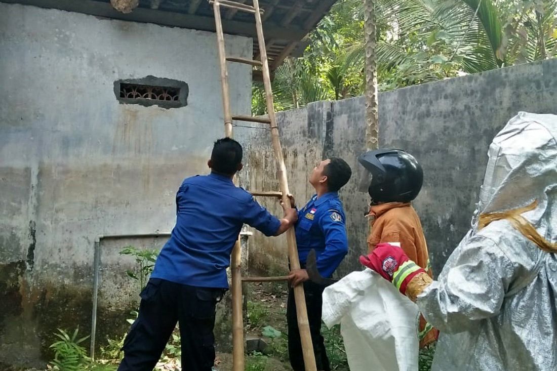 Warga Blitar Disengat Tawon Ndas