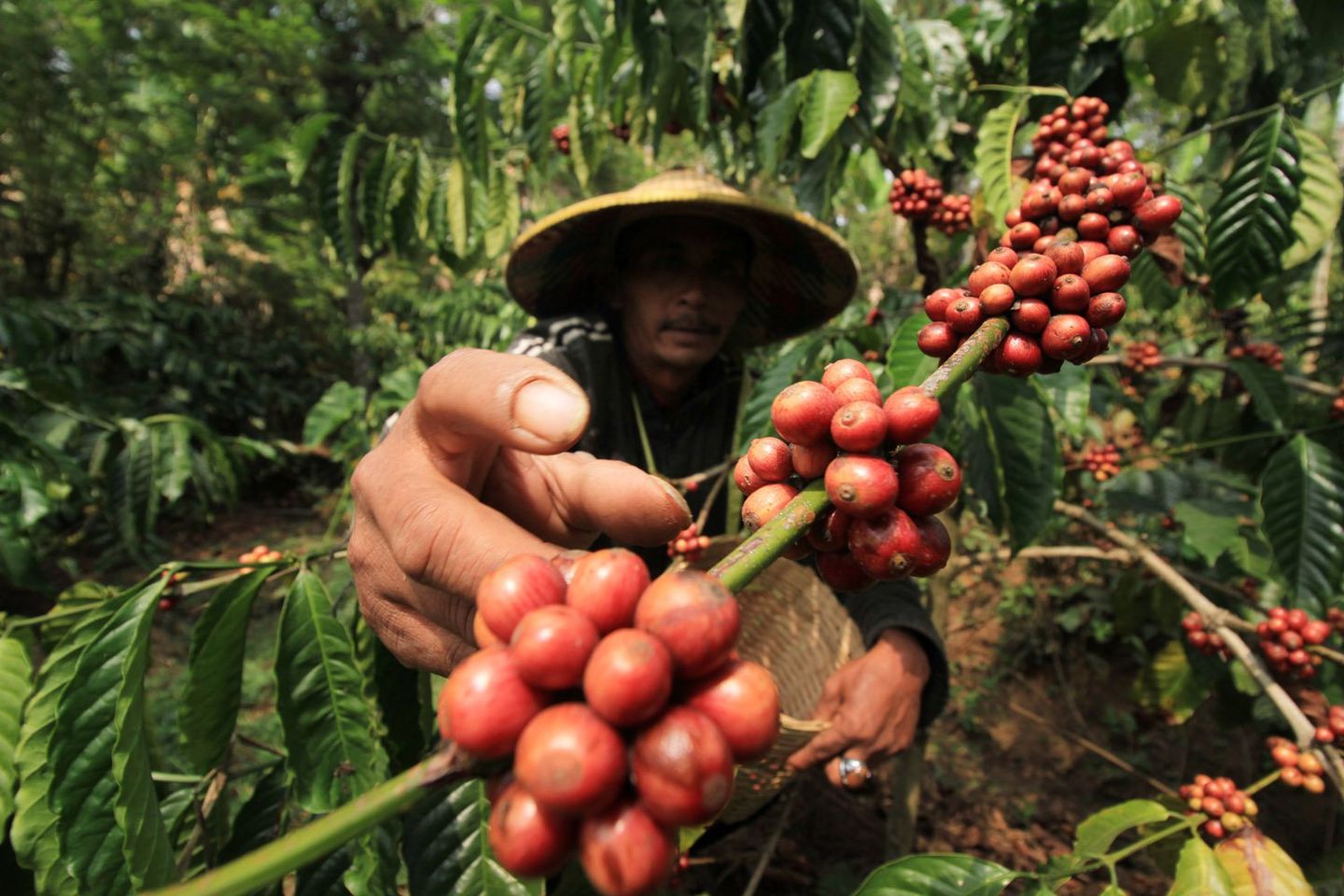 Banyuwangi Latih Ratusan Calon Pengusaha Kopi