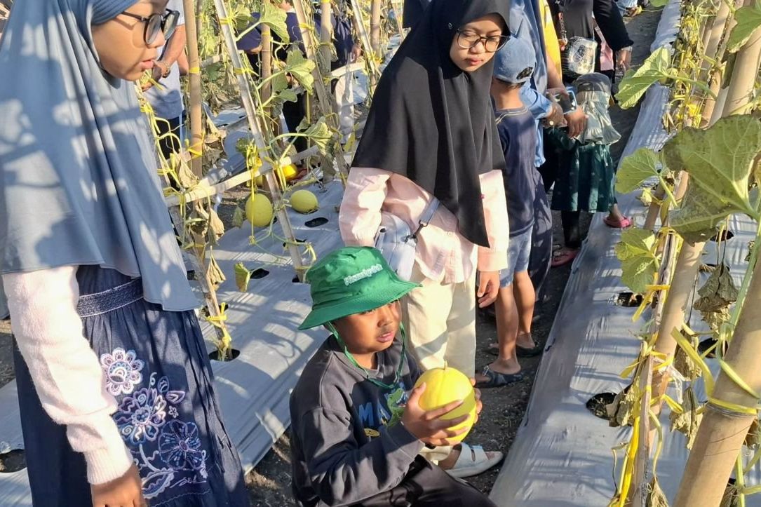 “Mau Saya Tanam di Rumah”: Ketika Sebuah Melon Menumbuhkan Harapan Regenerasi Petani