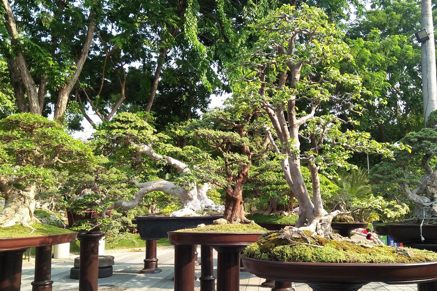 Taman Surya Surabaya Gelar Festival Nusantara Bonsai