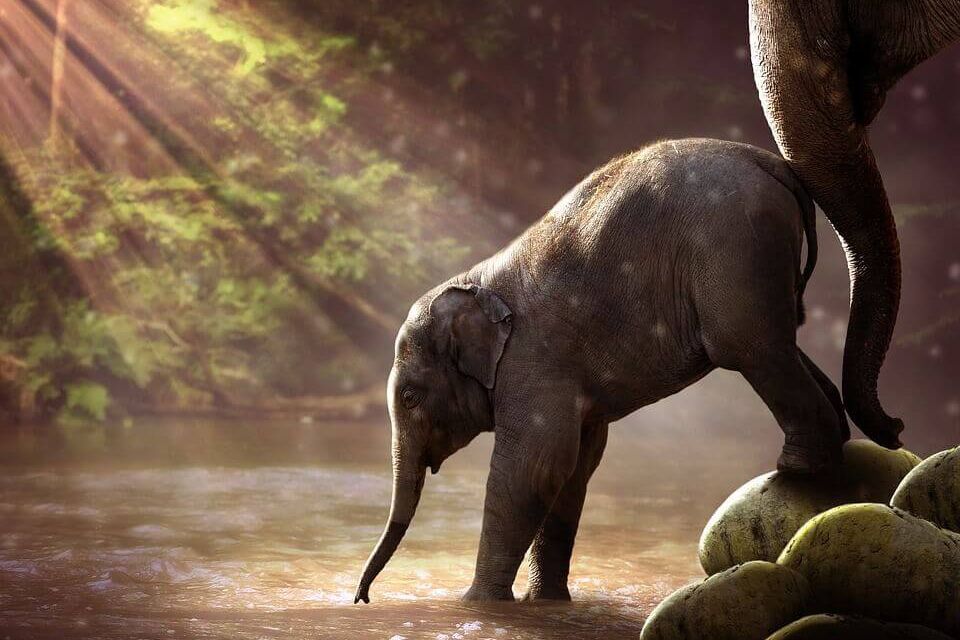 Populasi Satwa Liar Prioritas di Indonesia Meningkat