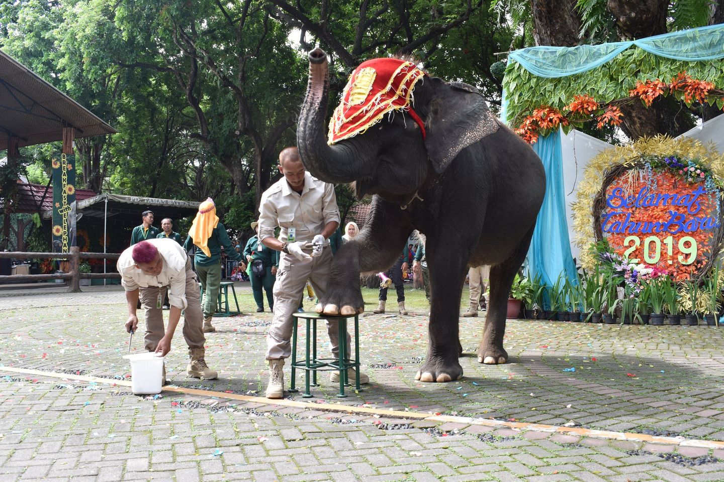KBS Edukasi Pengetahuan dan Cara Merawat Gajah
