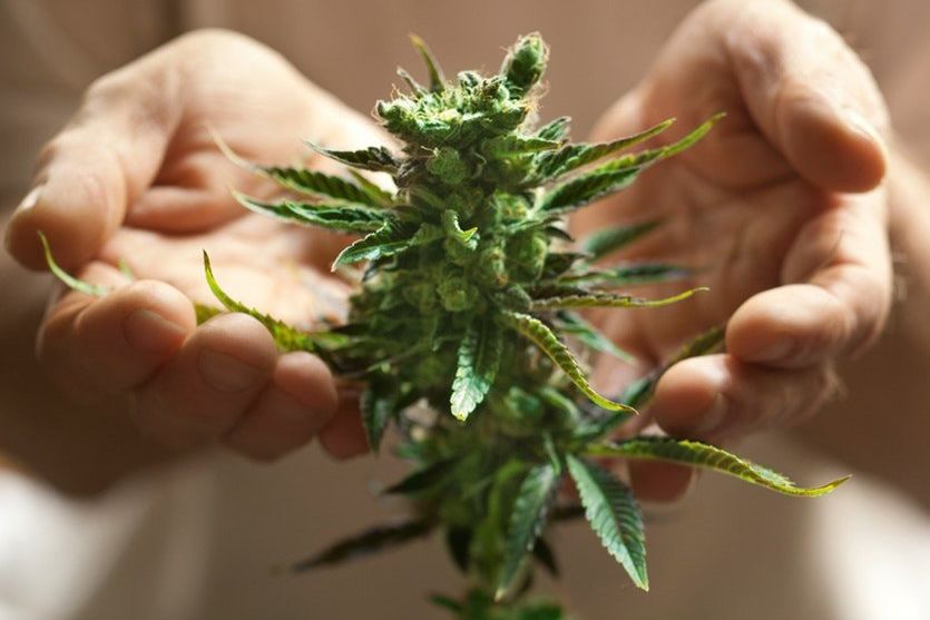 ICJR Dorong Pemerintah Legalkan Ganja untuk Kesehatan