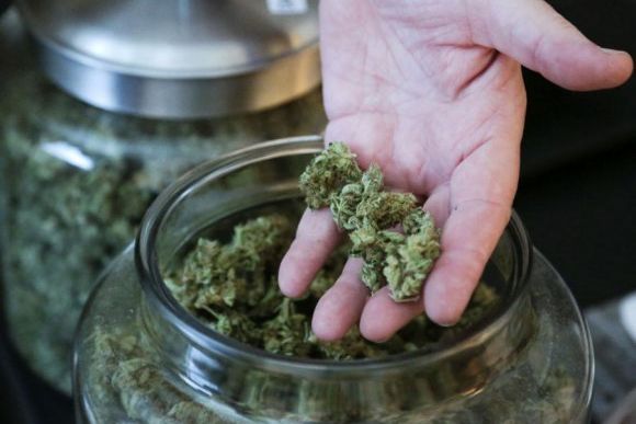Legalisasi Ganja Medis di AS Justru Timbul Kepanikan