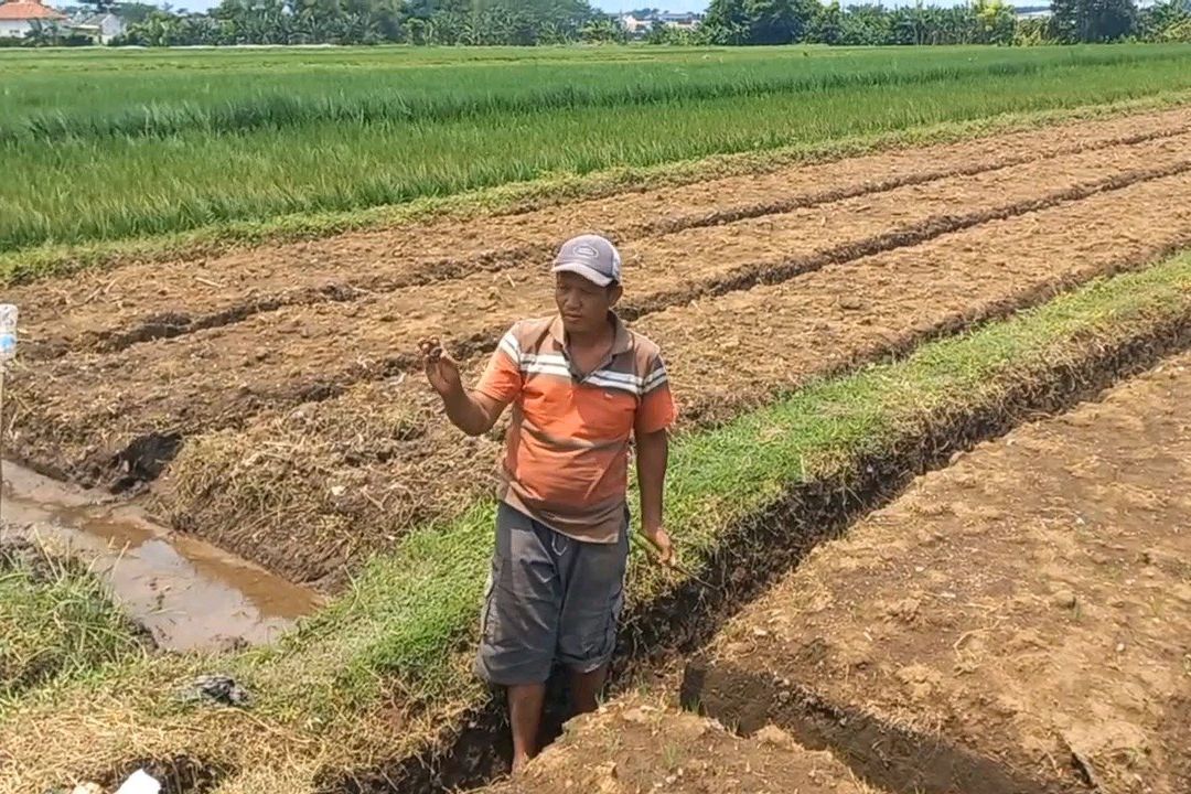 Musim Hujan Datang, Keong Emas Hancurkan Padi Petani di Kota Probolinggo