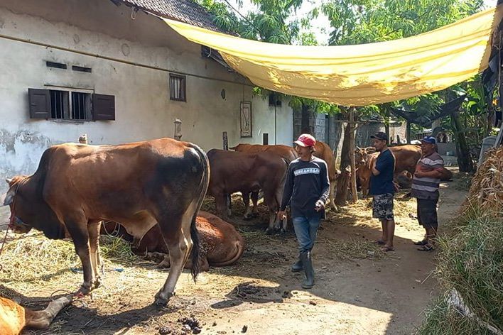 Jelang Iduladha, Penjualan Hewan Kurban Sapi di Mojokerto Mulai ada Peningkatan