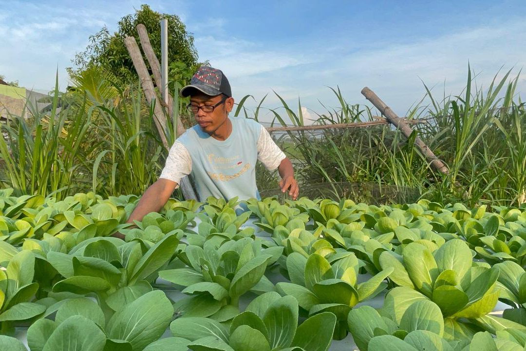 Dari Iseng di Halaman Rumah, Petani Hidroponik Jombang Raup Rp8 Juta per Bulan