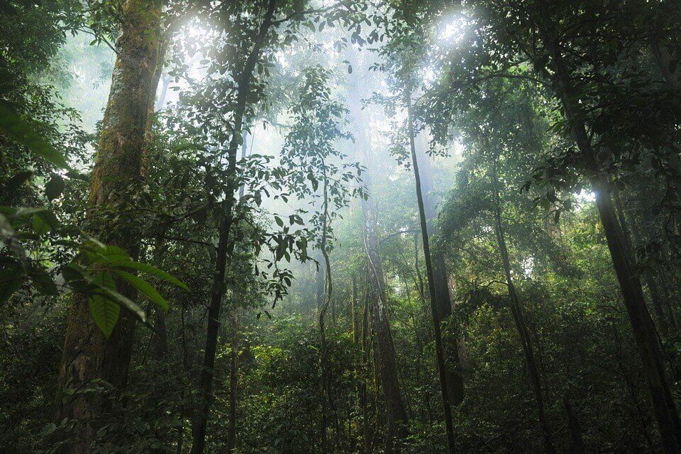 Potensi HHBK dan Jasling Kawasan Hutan Capai 95 Persen