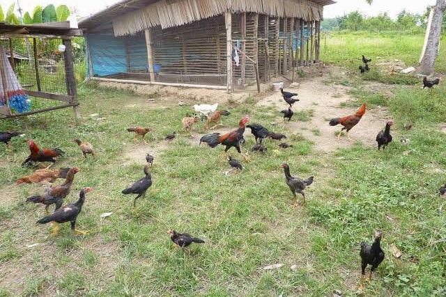 Ternak Ayam Kampung, Peluang Usaha Menjanjikan di Tengah Pandemi