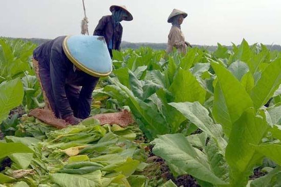 Anggaran Belum Bisa Digunakan, Tahun 2022 Petani Tembakau di Lamongan Gagal Dapat Asuransi