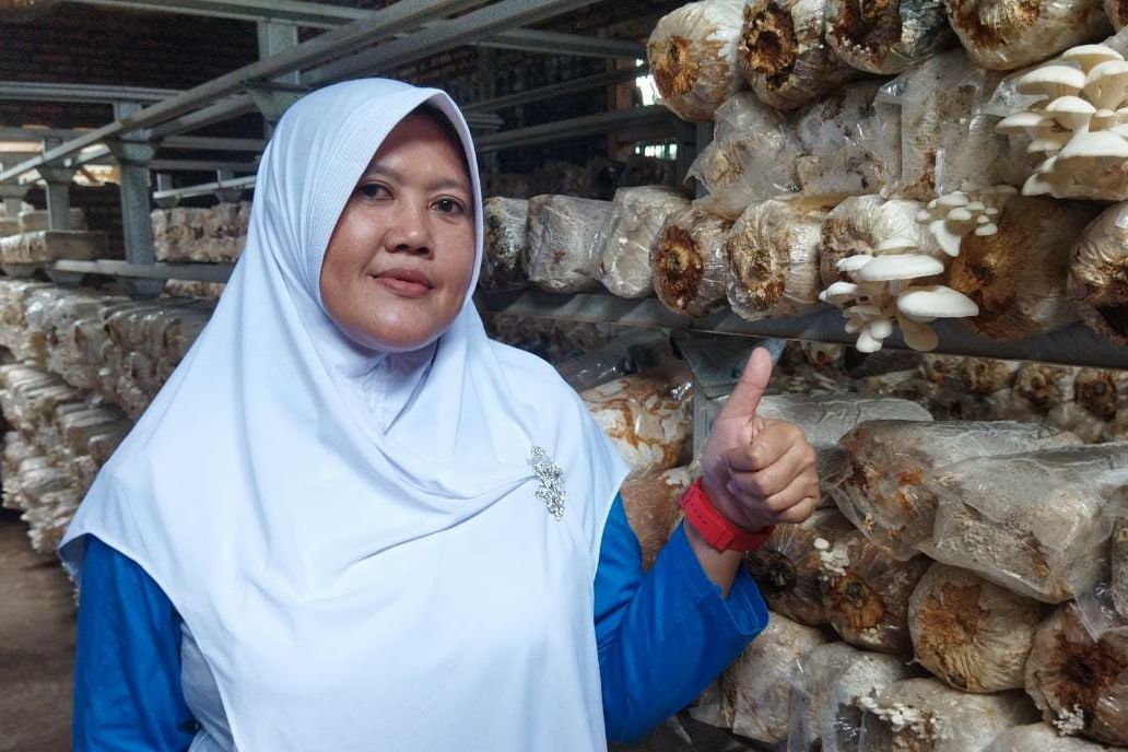 Budidaya Jamur Tiram, Warga Probolinggo Raup Omzet Rp45 Juta per Bulan