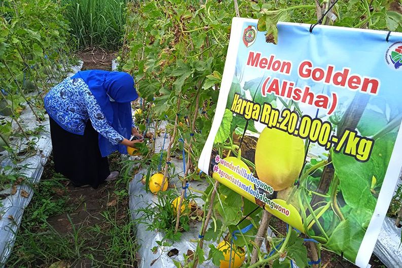 Tanam 3.500 Bibit Melon Tiga Varian di Lahan Desa Balongwono, Ini Hasilnya