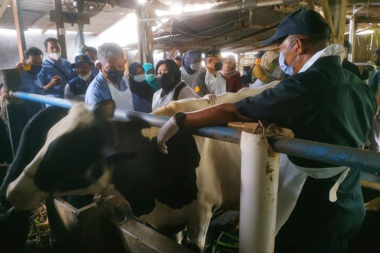 Launching 9.300 Vaksin PMK di Mojokerto, Ratusan Sapi Perah Jadi Sasaran Pertama