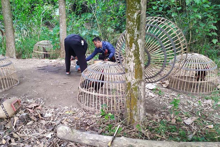 Diduga Bocor, Judi Ayam di Jetis Mojokerto, Polisi Hanya Amankan 4 Ekor Ayam dan Motor