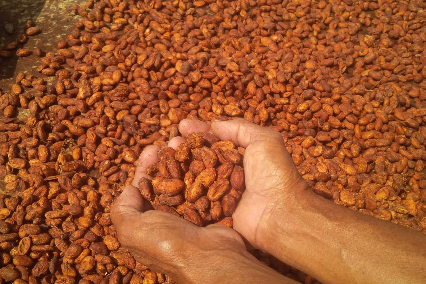 Kemenperin Pacu Produktivitas Perkebunan Kakao Melalui Industri 4.0