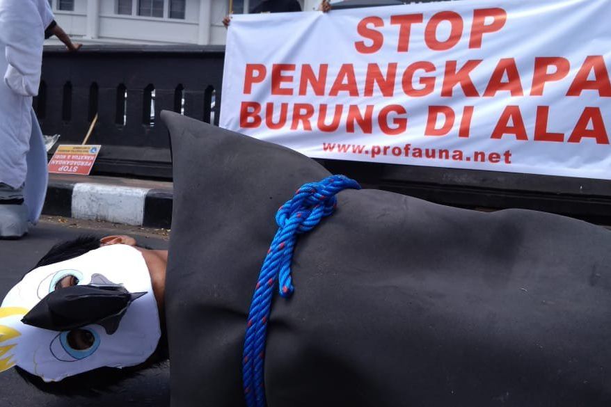 Pro Fauna Aksi Unik Peringati Hari Kakatua Indonesia