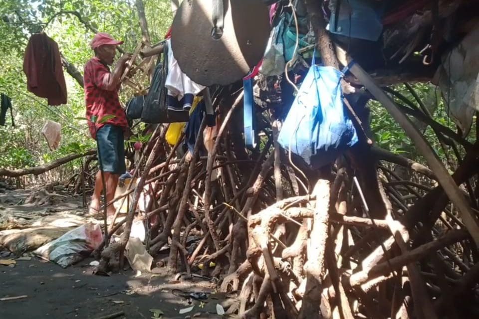 Kisah Kakek Sebatang Kara Bertahan Hidup di Hutan Mangrove Probolinggo