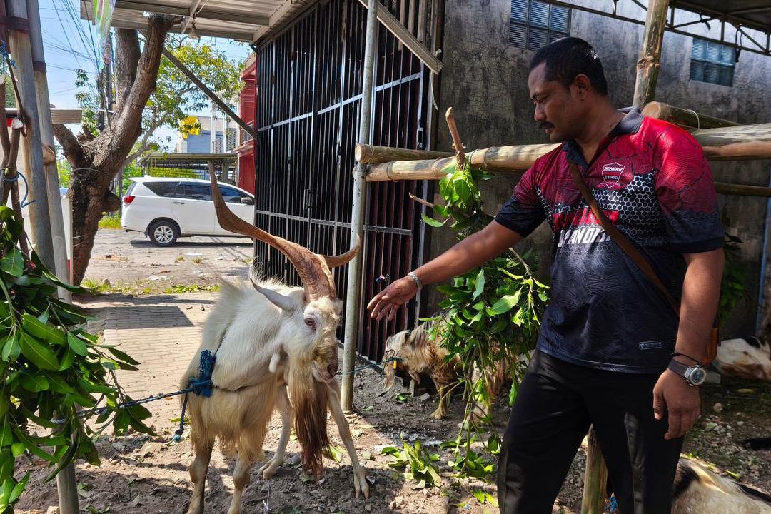 Anggota Polisi di Mojokerto Jual Kambing Safera Bertanduk Unik, Jadi Primadona Jelang Iduladha