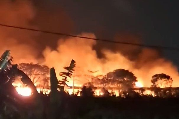 Ribuan Ayam Terpanggang Akibat Kebakaran Kandang di Mojokerto